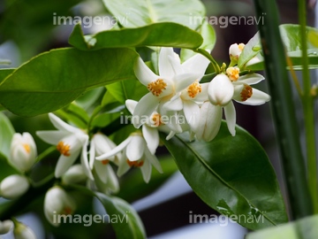 スダチの花 の画像素材 樹木 花 植物の写真素材ならイメージナビ