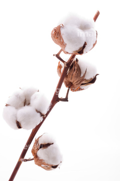 綿花 花の部分 オーガニック の画像素材 バックグラウンド イラスト Cgの写真素材ならイメージナビ