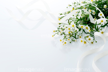 花 白背景 菊 マーガレット ロイヤリティフリー の画像素材 人物 イラスト Cgの写真素材ならイメージナビ