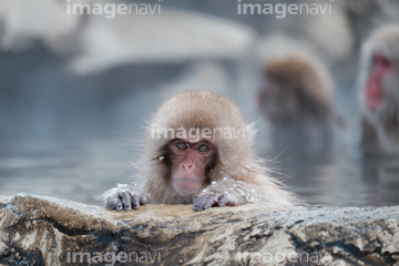 温泉猿 の画像素材 陸の動物 生き物の写真素材ならイメージナビ