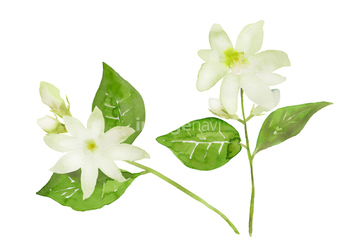 ハーブ ジャスミン ロイヤリティフリー イラスト の画像素材 その他植物 花 植物のイラスト素材ならイメージナビ