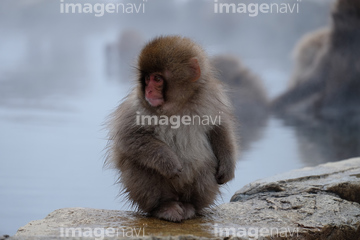 子猿 かわいい の画像素材 陸の動物 生き物の写真素材ならイメージナビ