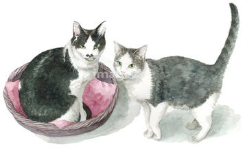 ネコ 座る おすわり の画像素材 ペット 生き物の写真素材ならイメージナビ