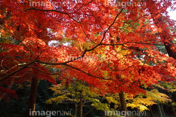 動物園 東山動植物園 ロイヤリティフリー の画像素材 ペット 生き物の写真素材ならイメージナビ