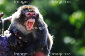 猿 喧嘩 の画像素材 陸の動物 生き物の写真素材ならイメージナビ