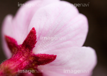 花 植物 花 桜 がく 花の部分 の画像素材 写真素材ならイメージナビ