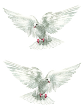 羽ばたく白い鳩２羽 の画像素材 イラスト素材ならイメージナビ