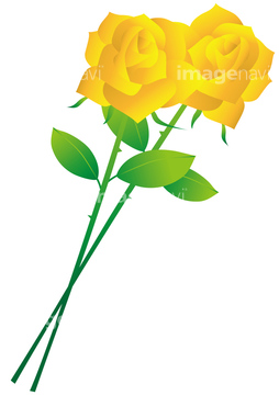 バラ 白バラ ロイヤリティフリー イラスト の画像素材 花 植物 イラスト Cgのイラスト素材ならイメージナビ