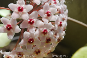 桜蘭 の画像素材 花 植物の写真素材ならイメージナビ