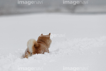 犬 小型犬 柴犬 後ろ向き の画像素材 正月 行事 祝い事の写真素材ならイメージナビ