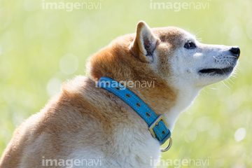柴犬 横顔 の画像素材 正月 行事 祝い事の写真素材ならイメージナビ