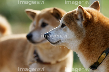 柴犬 横顔 の画像素材 正月 行事 祝い事の写真素材ならイメージナビ