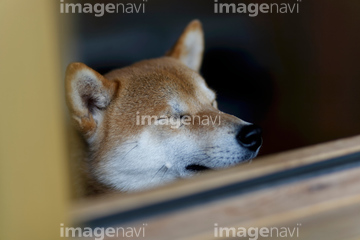 年賀状ナビ 柴犬 写真 の画像素材 陸の動物 生き物の写真素材ならイメージナビ