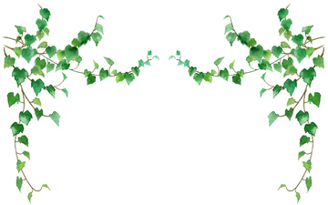 イラスト 植物 観葉植物 アイビー 熱帯植物 の画像素材 テーマ イラスト Cgのイラスト素材ならイメージナビ