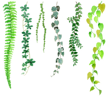 手書き 植物 観葉植物 単子葉植物 の画像素材 テーマ イラスト Cgの写真素材ならイメージナビ