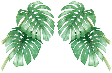 手書き 植物 観葉植物 モンステラ の画像素材 テーマ イラスト Cgの写真素材ならイメージナビ