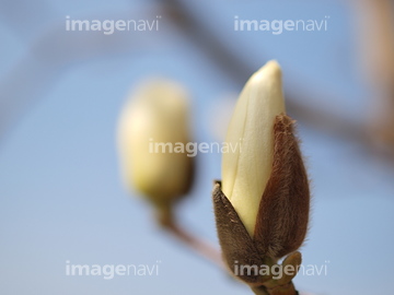 ハクモクレン つぼみ の画像素材 樹木 花 植物の写真素材ならイメージナビ