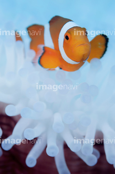 ニモ の画像素材 海の動物 生き物の写真素材ならイメージナビ