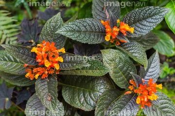 南国植物 の画像素材 その他植物 花 植物の写真素材ならイメージナビ