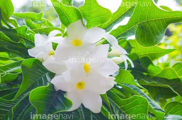 南国植物 の画像素材 その他植物 花 植物の写真素材ならイメージナビ