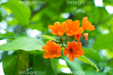 南国植物 の画像素材 その他植物 花 植物の写真素材ならイメージナビ