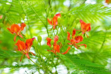 南国植物 の画像素材 その他植物 花 植物の写真素材ならイメージナビ