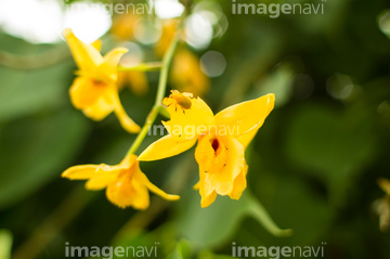 南国植物 の画像素材 その他植物 花 植物の写真素材ならイメージナビ