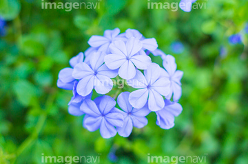 南国植物 の画像素材 その他植物 花 植物の写真素材ならイメージナビ