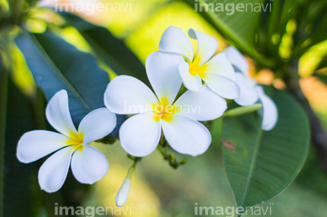 南国植物 の画像素材 その他植物 花 植物の写真素材ならイメージナビ