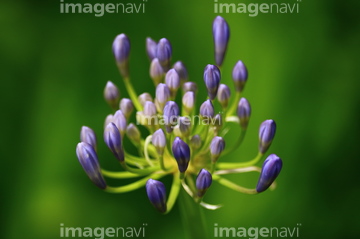 紫君子欄 の画像素材 花 植物の写真素材ならイメージナビ