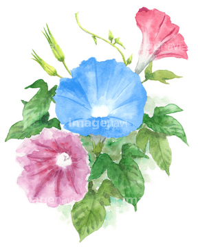 アサガオ の画像素材 花 植物 イラスト Cgの写真素材なら