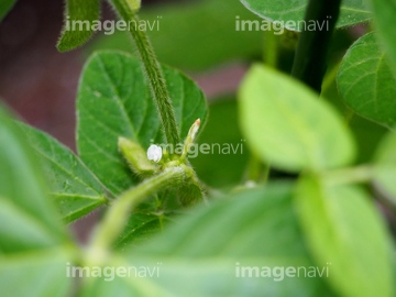 大豆 花 枝豆 ロイヤリティフリー の画像素材 花 植物 イラスト Cgの写真素材ならイメージナビ