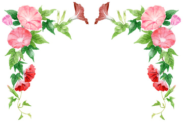 アサガオ 葉っぱ ピンク色 の画像素材 葉 花 植物の写真素材ならイメージナビ