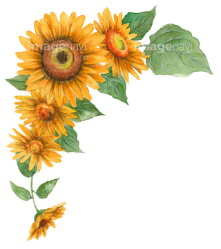 季節のイラスト ひまわり かわいい 枠状 イラスト の画像素材 花 植物 イラスト Cgのイラスト素材ならイメージナビ