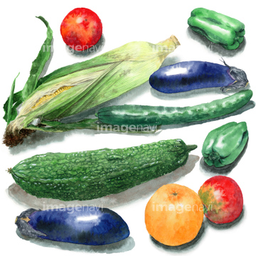 食べ物のイラスト 野菜 夏野菜 ピーマン の画像素材 食べ物