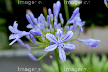 アガパンサス の画像素材 その他植物 花 植物の写真素材ならイメージナビ