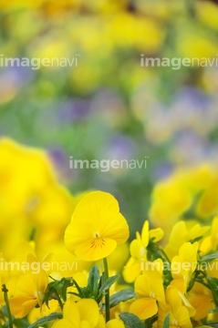 スミレ 花畑 パンジー の画像素材 花 植物の写真素材ならイメージナビ