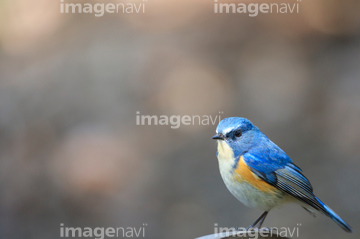 鳥 かわいい 小鳥 ルリビタキ ロイヤリティフリー の画像素材 鳥類 生き物の写真素材ならイメージナビ