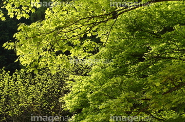 横行渓谷 の画像素材 森林 自然 風景の写真素材ならイメージナビ