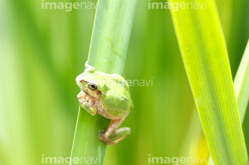 日本 カエル 動物 近畿地方 アオガエル の画像素材 爬虫類 両生類 生き物の写真素材ならイメージナビ