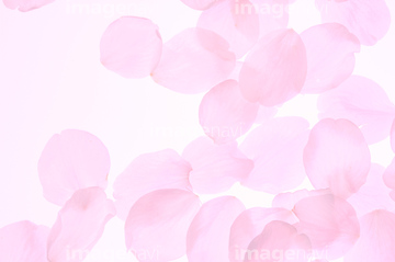 桜 テクスチャー 桜の花びら の画像素材 花 植物の写真素材ならイメージナビ