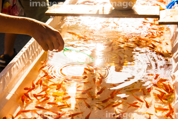 金魚 の画像素材 魚類 生き物の写真素材ならイメージナビ