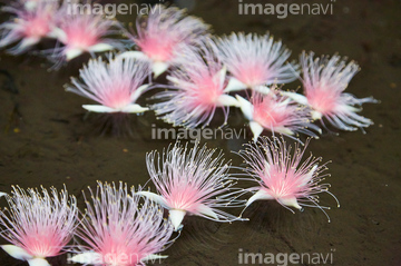 サガリバナ の画像素材 日本 国 地域の写真素材ならイメージナビ