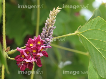 クズ属 の画像素材 葉 花 植物の写真素材ならイメージナビ
