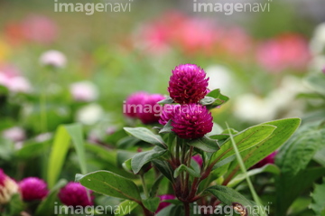 キャンディポップの花 の画像素材 葉 花 植物の写真素材ならイメージナビ