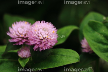 キャンディポップの花 の画像素材 葉 花 植物の写真素材ならイメージナビ