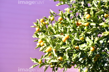 金柑の木 の画像素材 樹木 花 植物の写真素材ならイメージナビ