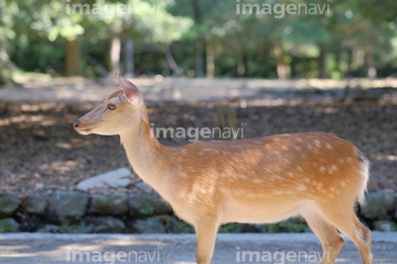 奈良 鹿 ニホンジカ の画像素材 生き物 イラスト Cgの写真素材ならイメージナビ