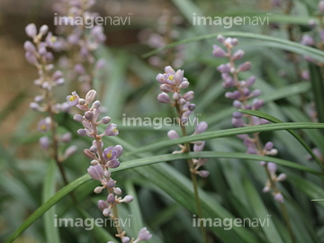 グラウンドカバ の画像素材 花 植物の写真素材ならイメージナビ