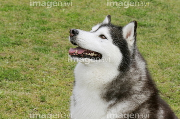 ハスキー犬 かわいい の画像素材 ペット 生き物の写真素材ならイメージナビ